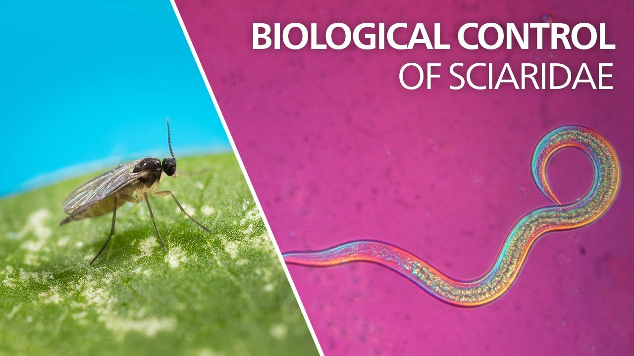 Biological control of sciarid flies explained by using the beneficial nematode Steinernema feltiae