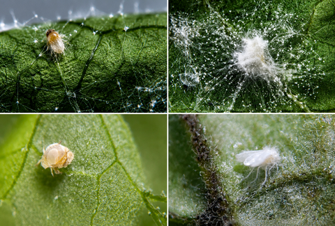 Isarid: The Foundation of a Good IPM Program