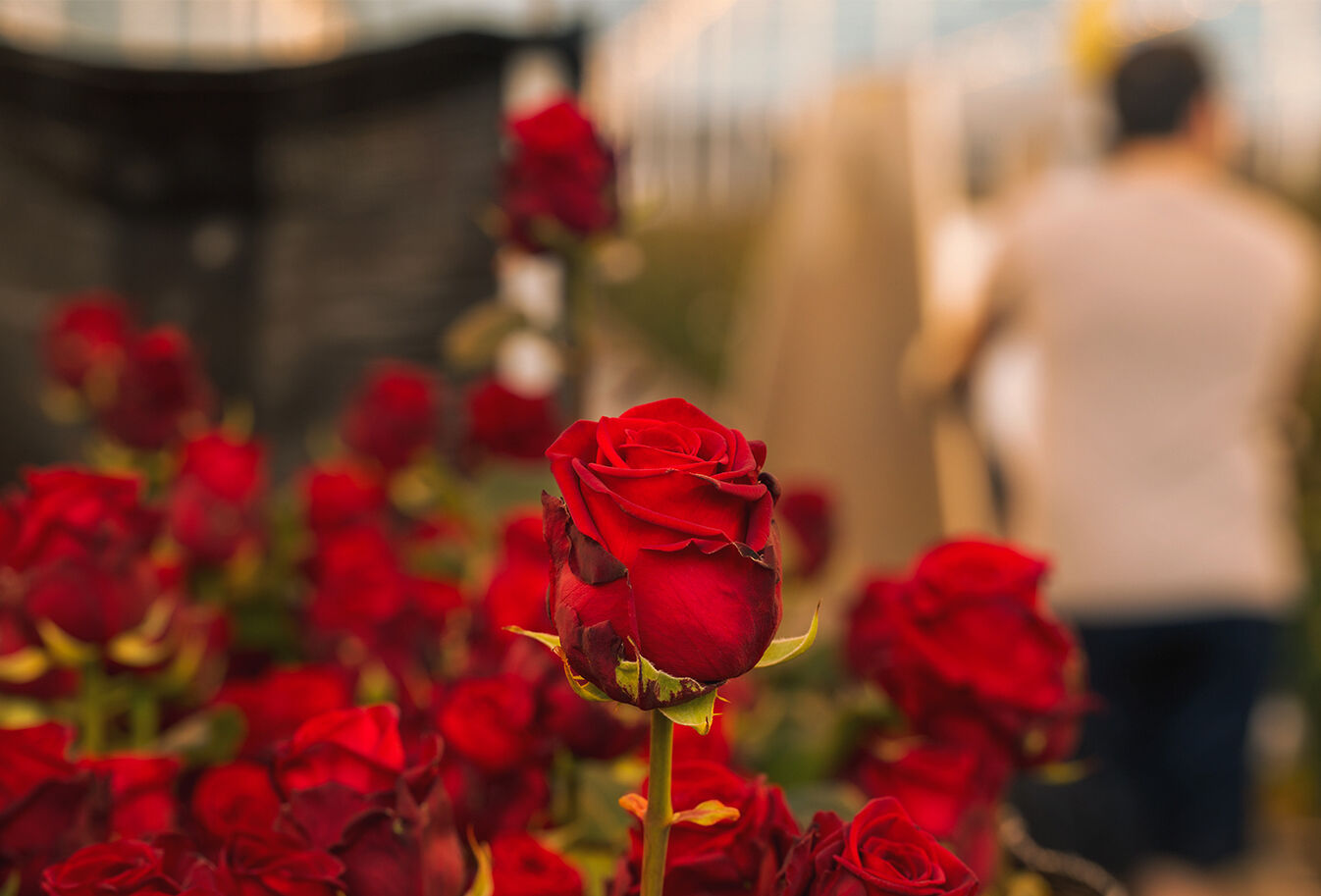 The top ten pests in roses