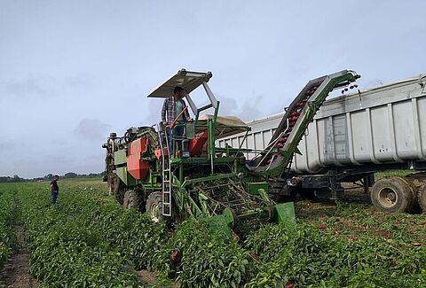 Trianum-P improves open field pepper production in Portugal