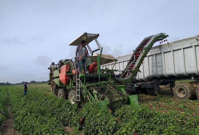 Trianum-P improves open field pepper production in Portugal