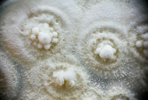 Beneficial microorganisms