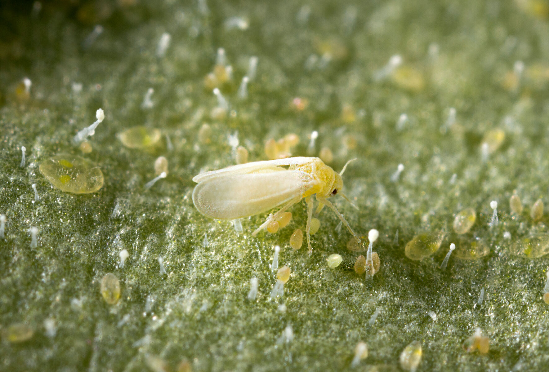 Very few greenhouse crops are safe from whitefly
