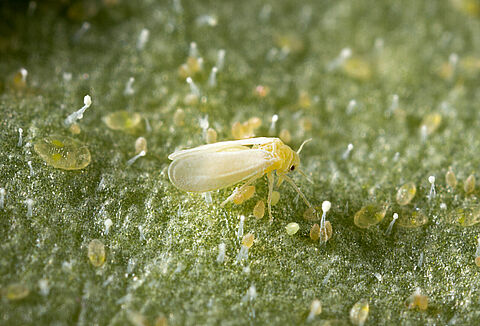 Very few greenhouse crops are safe from whitefly