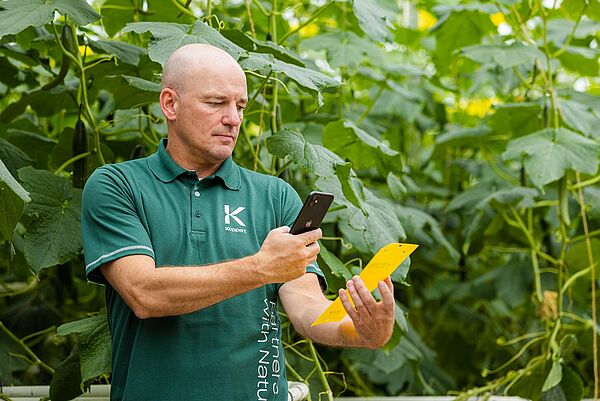 Tomato - Pests, Diseases, Biological control and Pollination