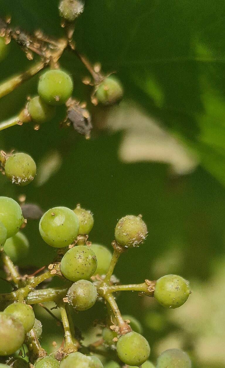 Grape bunch infected with downy mildew (Plasmopara viticola), showing characteristic sporulation and infected berries.