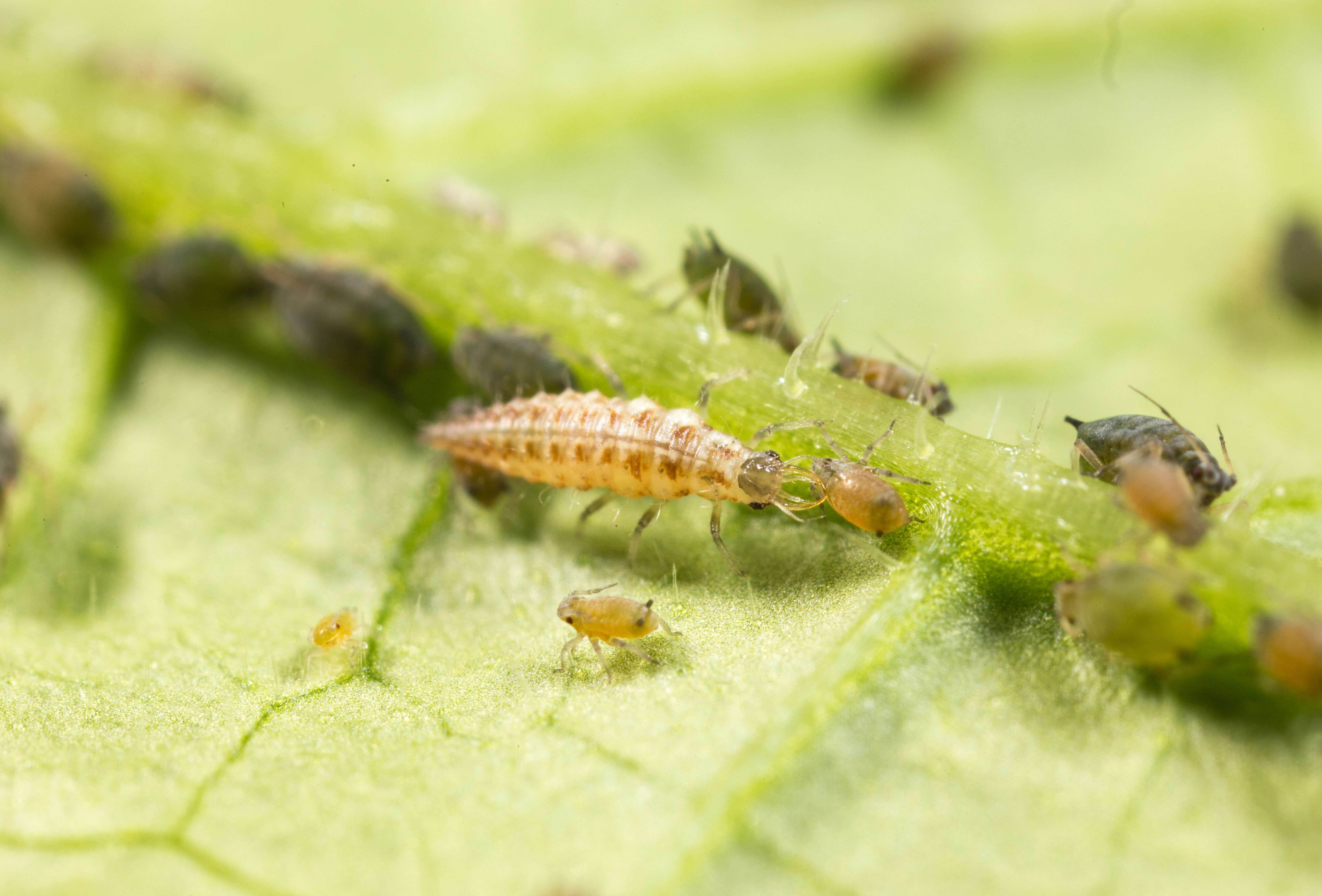 What is Biological Control?