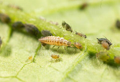 What is Biological Control?