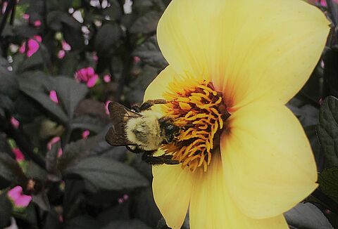 Frequently Asked Questions about Bumblebees