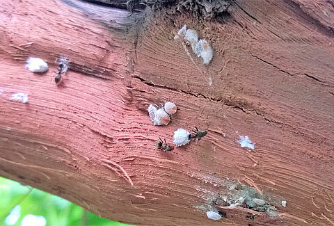 Vine mealybug