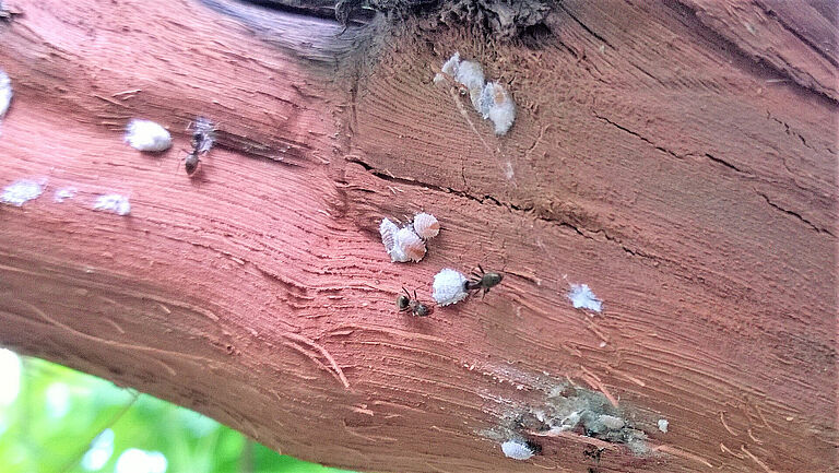 Grape mealybug Planococcus ficus infestation