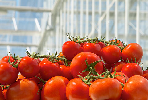 Adapting Quickly Guarantees ‘Tomato Success’