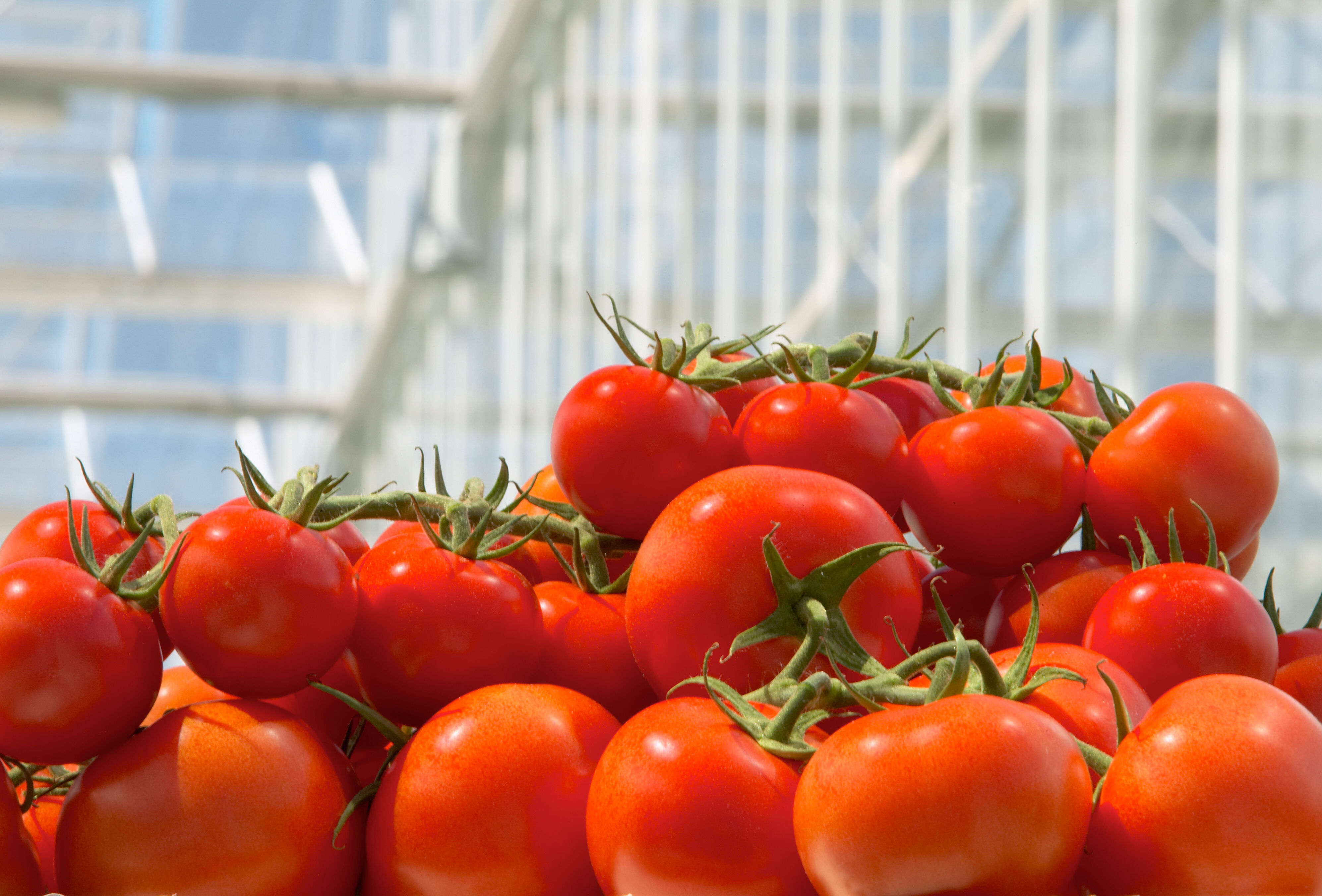 Adapting Quickly Guarantees ‘Tomato Success’