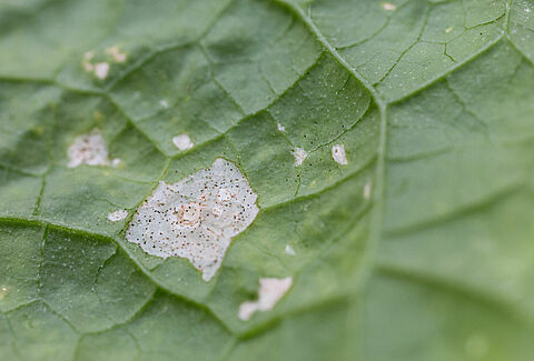 Thrips Can Get Out of Hand Quickly!