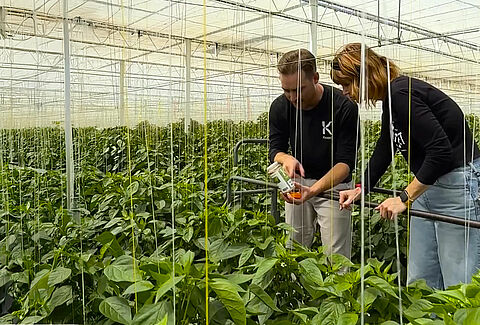 Windset Farms® Partners with Koppert to Showcase Sustainable Pest Management Practices