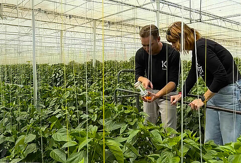 Windset Farms® Partners with Koppert to Showcase Sustainable Pest Management Practices