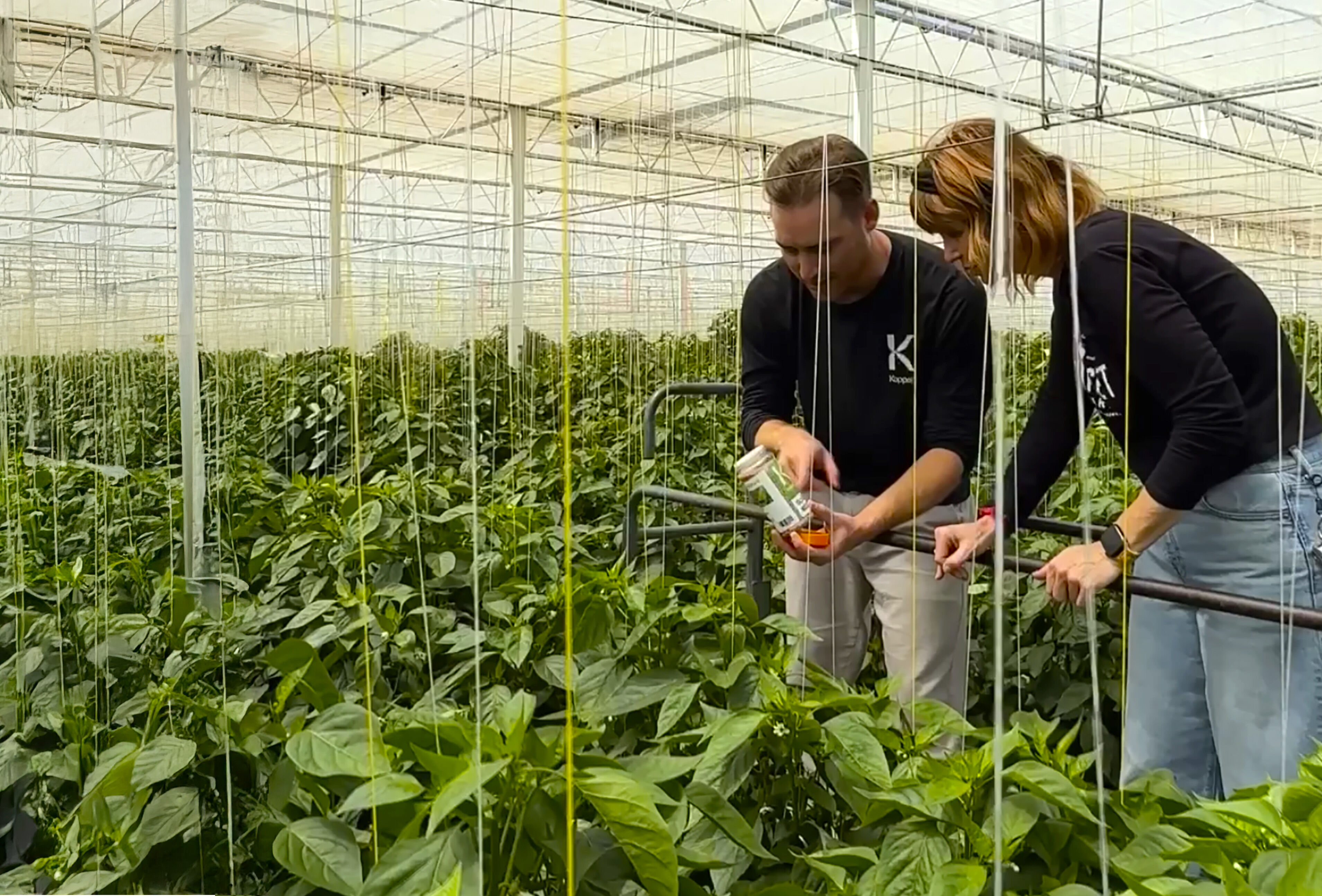 Windset Farms® Partners with Koppert to Showcase Sustainable Pest Management Practices