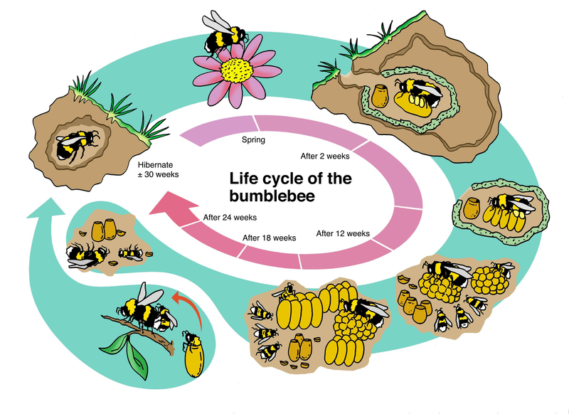 Drawings_bumblebee-4.jpg