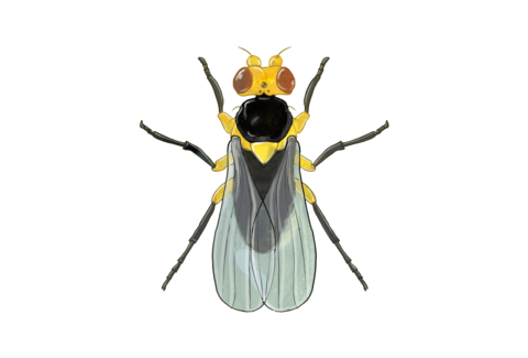 Leaf miners