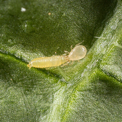 Amblyseius swirskii