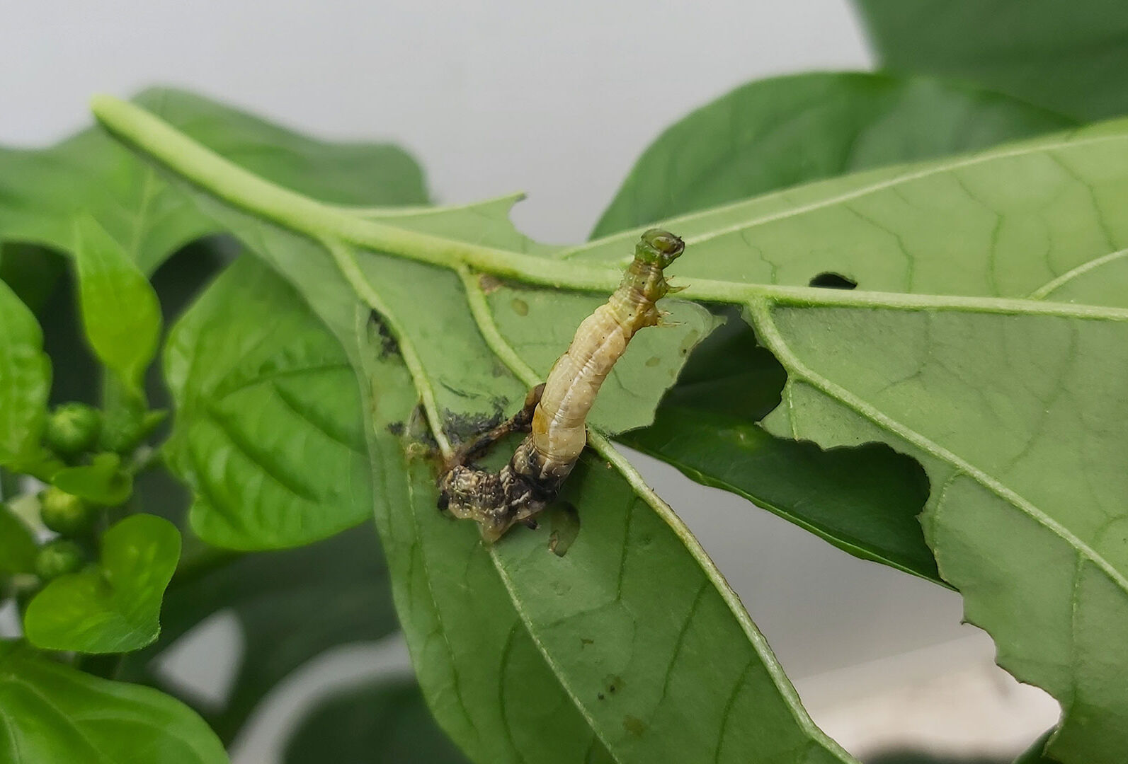 Ten need-to-know facts about caterpillars