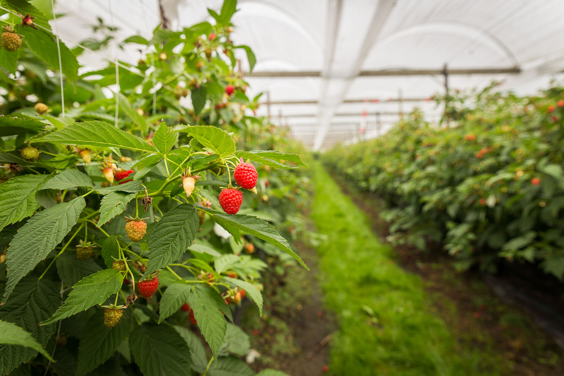 Raspberry | Koppert US