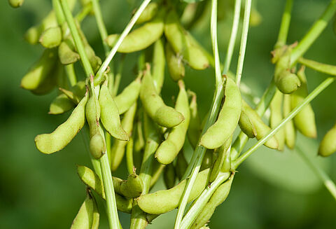 Soybean