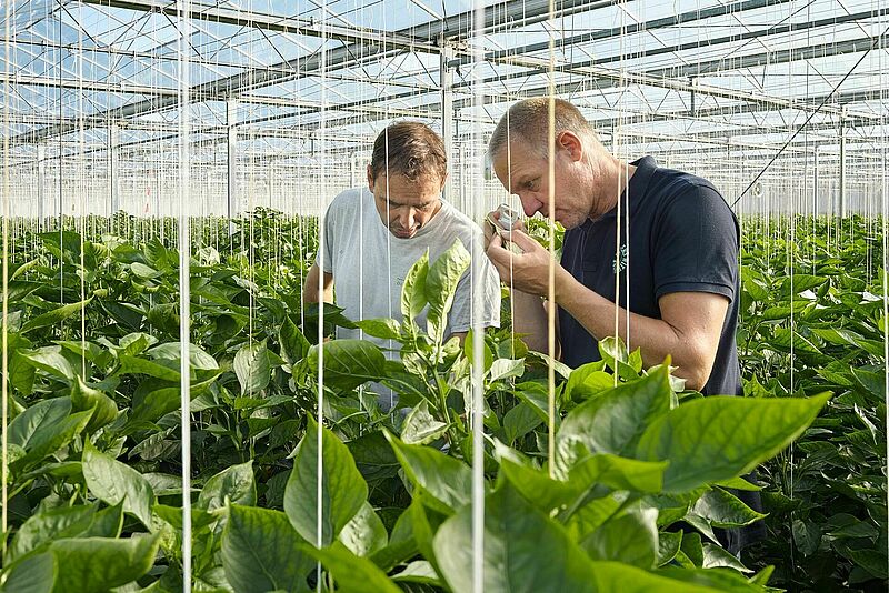 Sweet pepper crop scouting