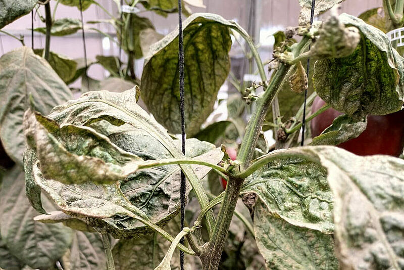 Severe Thrips parvispinus damage