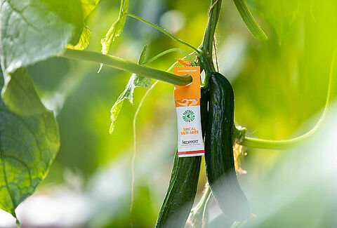 Enjoy multiple benefits against spider mite with Spical