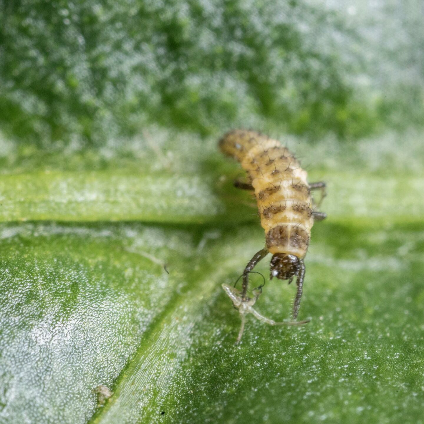 L1 of Coleomegilla maculata preying on aphid