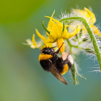 Bumblebee (Bombus terrestris) pollinating tomato flower