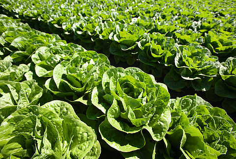 Lettuce