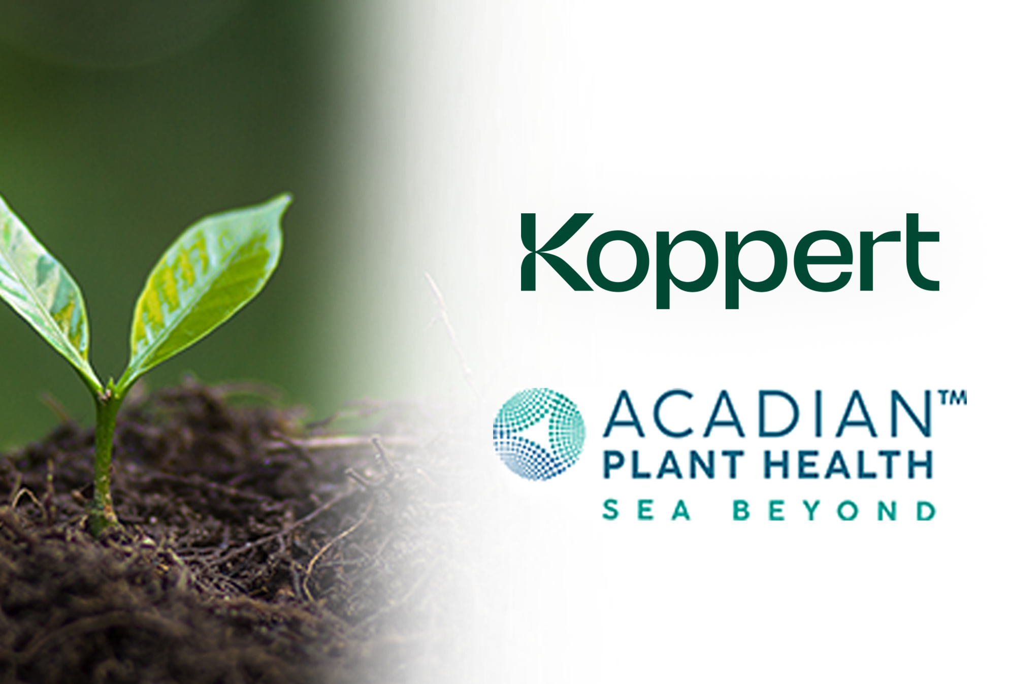Acadian Plant Health™ and Koppert Join Forces to Expand Biostimulants Access Across the U.S.