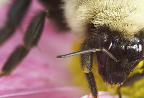 Top Reasons for Using Bumblebees