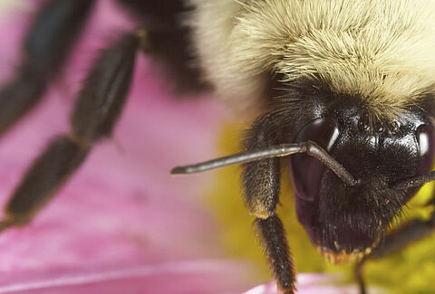 Top Reasons for Using Bumblebees