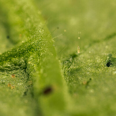 Feltiella acarisuga egg stage

