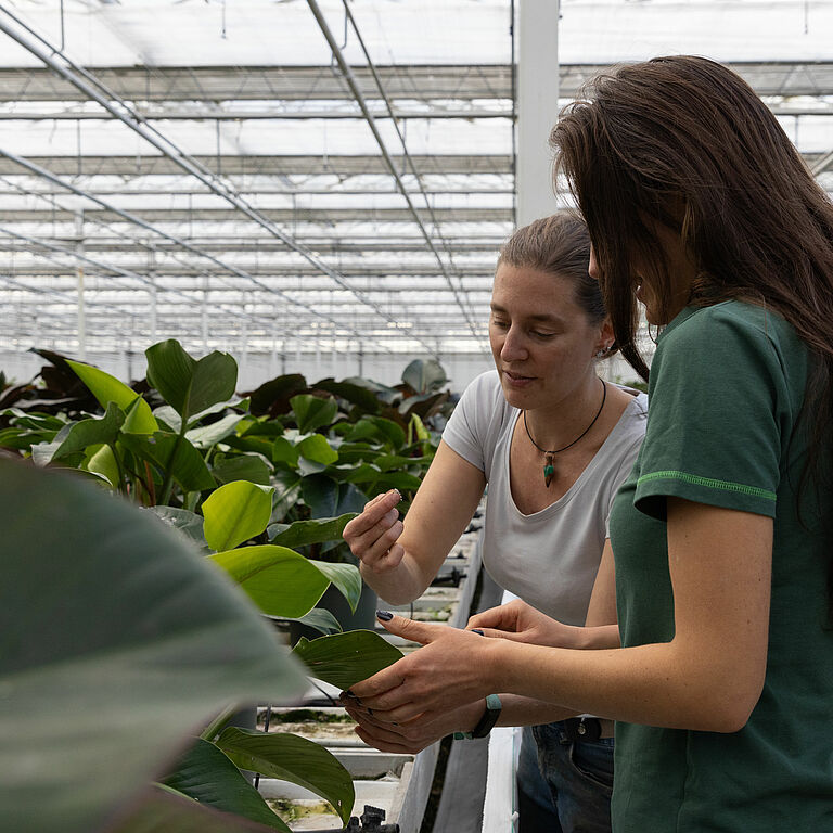 Working for growers is a typical day at the office for Koppert technical advisors.