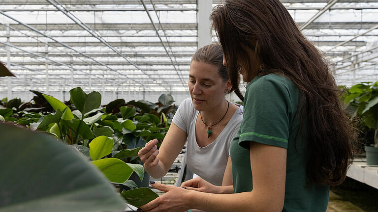 Working for growers is a typical day at the office for Koppert technical advisors.