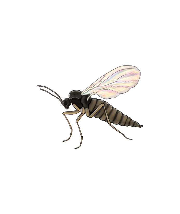 Bradysia paupera adult