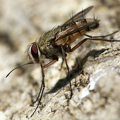 Stable fly Stomoxys spp