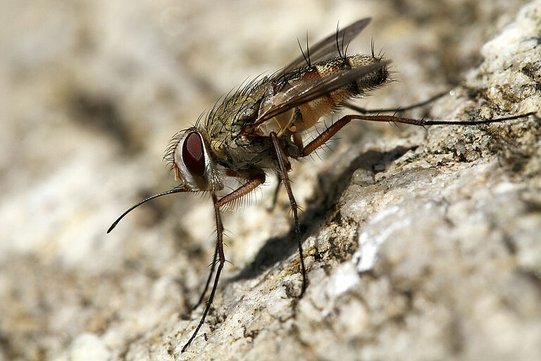 Stable fly Stomoxys spp
