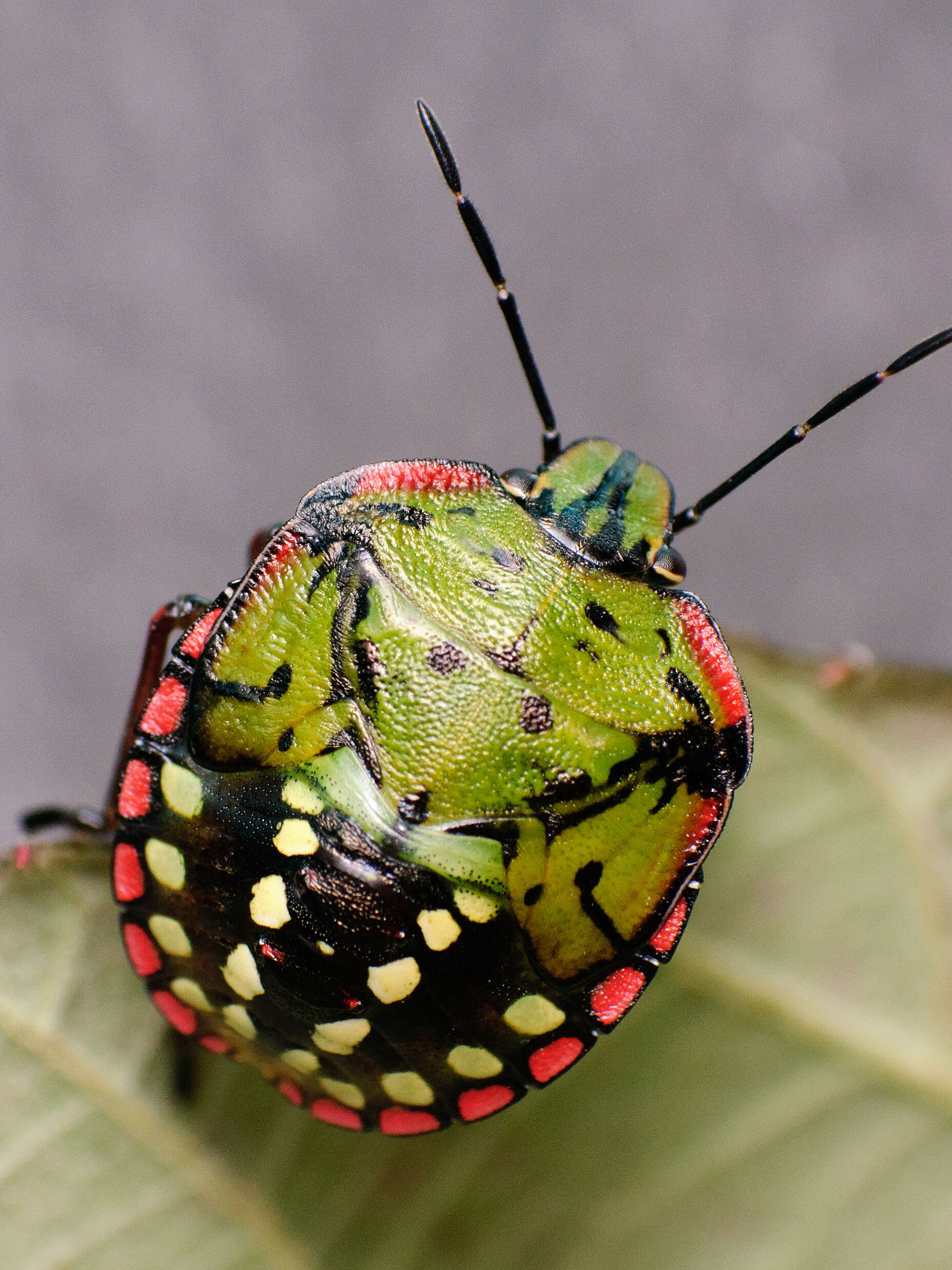 Manual growing lights
