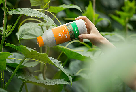 Spical: The Effective Weapon Against All Types of Spider Mite