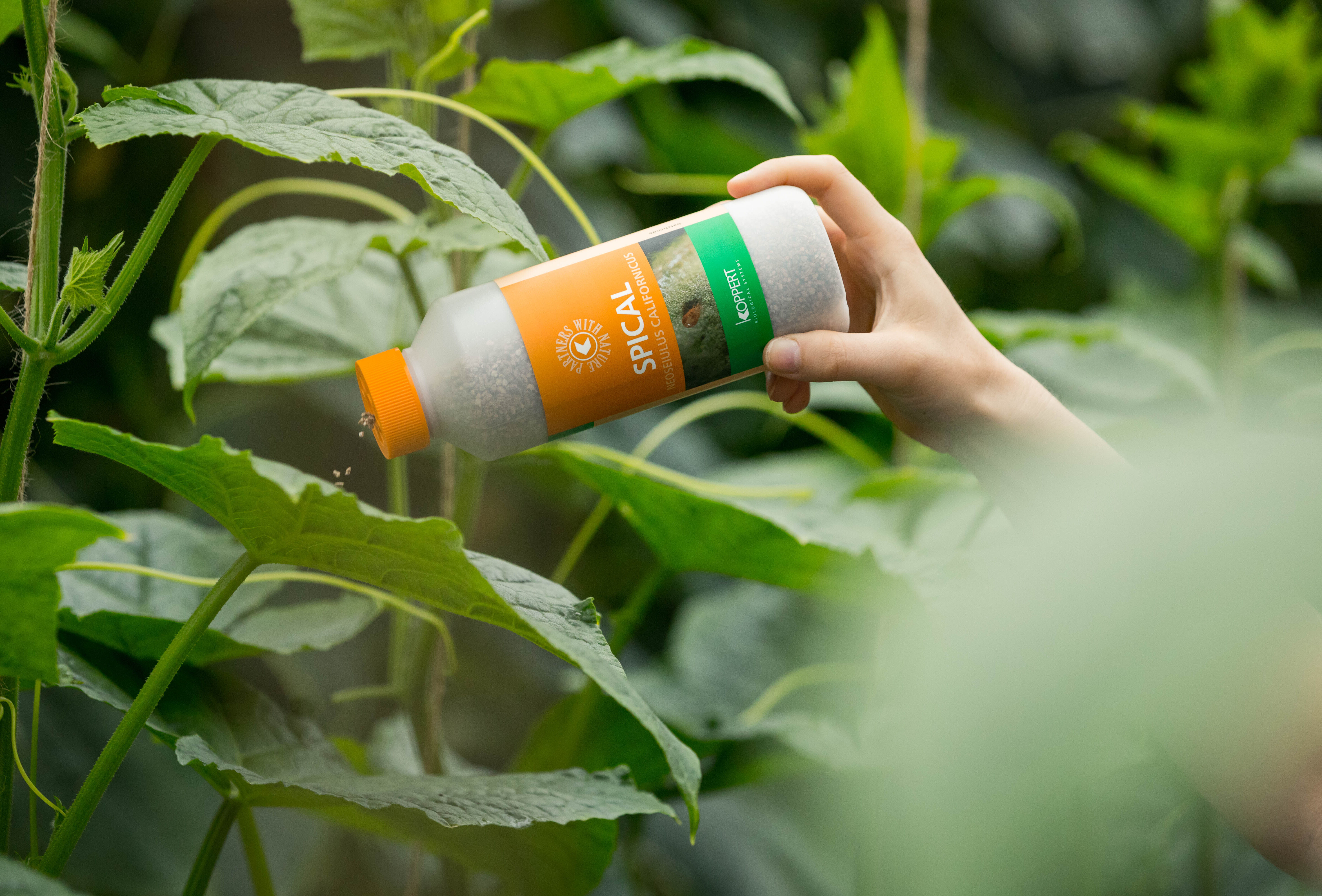 Spical: The Effective Weapon Against All Types of Spider Mite