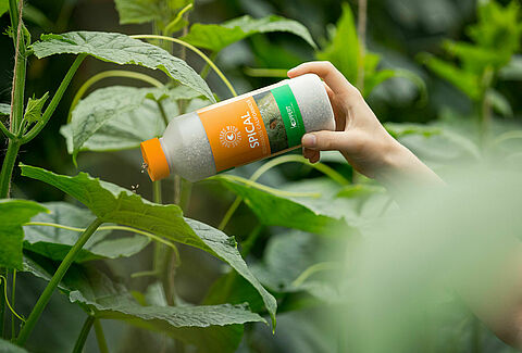 Spical: The Effective Weapon Against All Types of Spider Mite