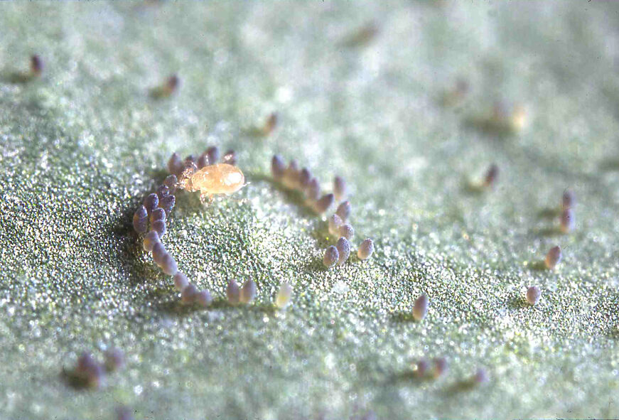 Swirski-Mite: First Aid for Problems with Thrips and Whitefly
