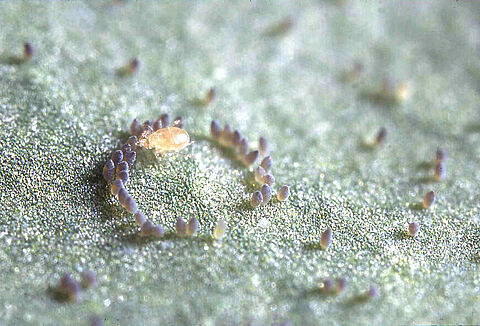 Swirski-Mite: First Aid for Problems with Thrips and Whitefly