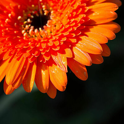 Western Flower Thrips Frankliniella occidentalis damage on a gerbera flower