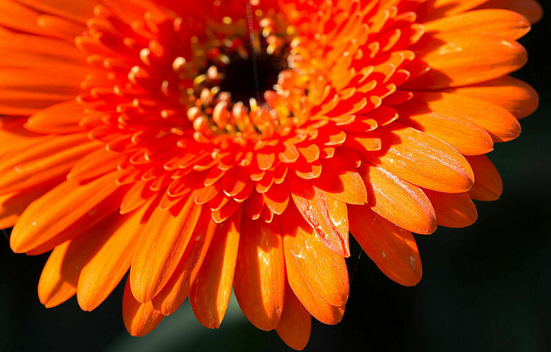 Western Flower Thrips Frankliniella occidentalis damage on a chrysanthemum flower